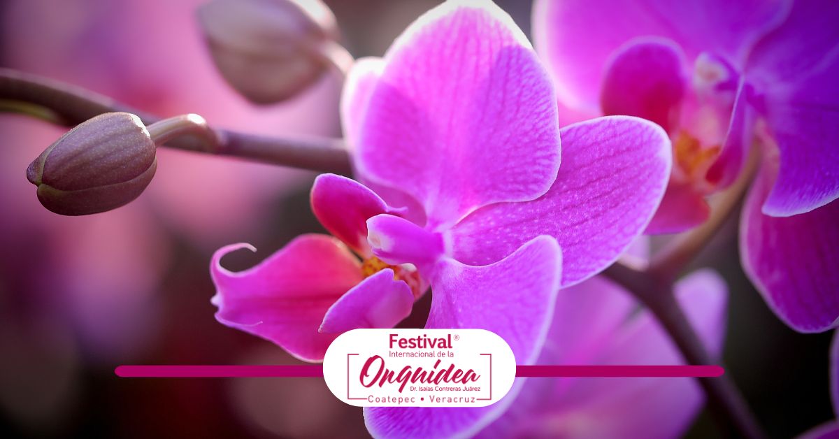 Tour al Festival Internacional de la Orquídea