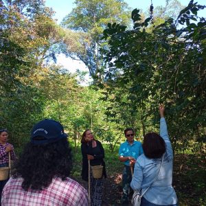 Recorrido en la finca cafetalera Veracruz