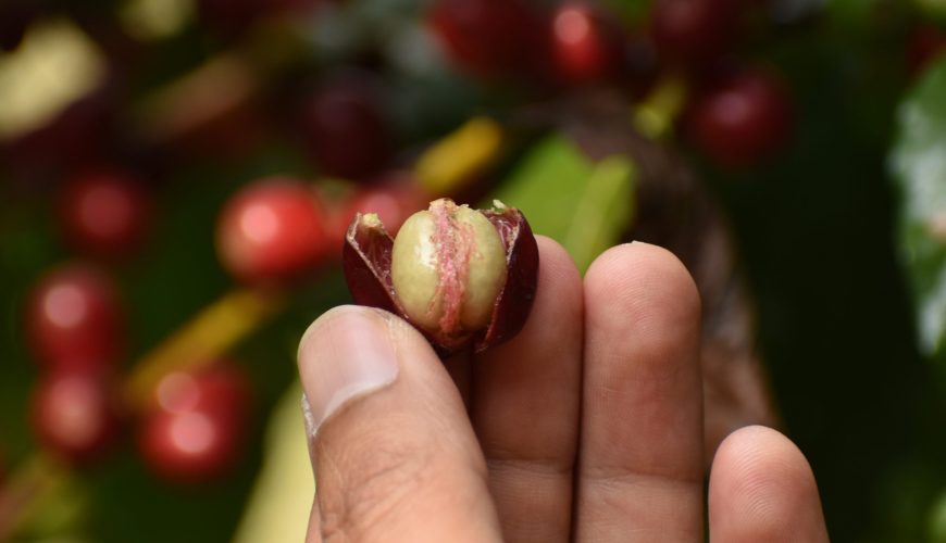El café no se corta: se elige